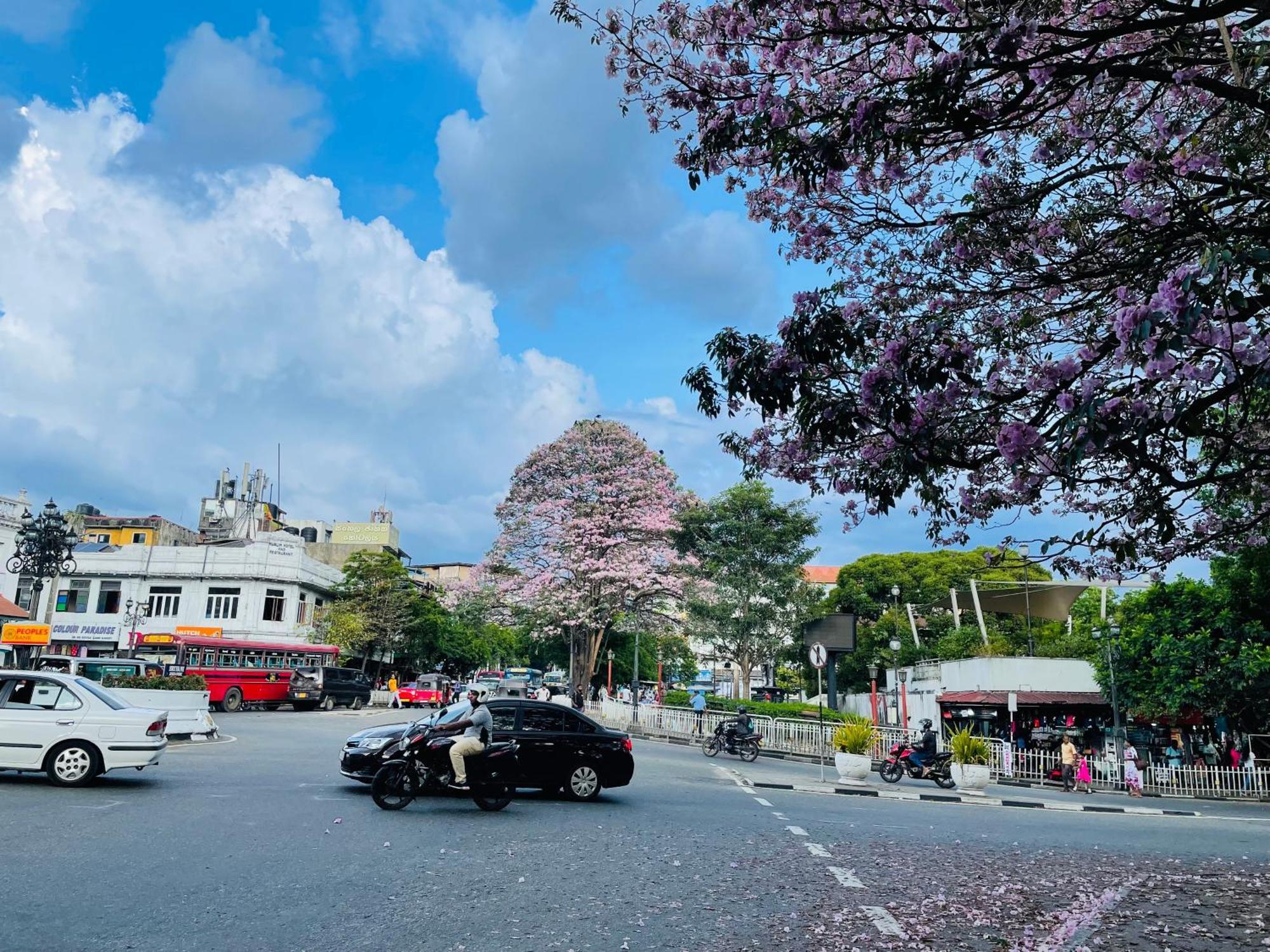中国蒲公英民宿dandelion Guest House Villa With Mount View Канді Екстер'єр фото